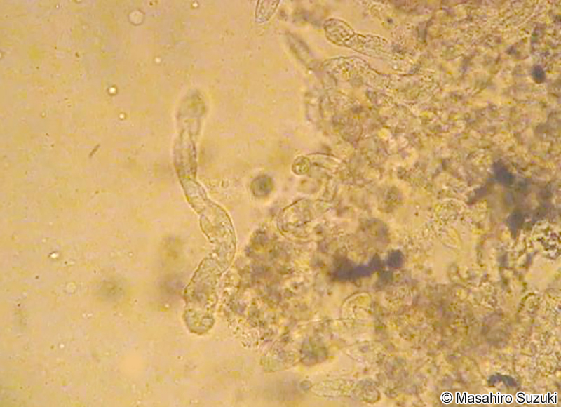 ニハイチュウ Dicyemidae